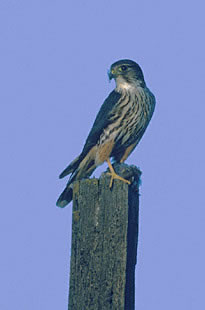 Falco columbarius MerlinLMD