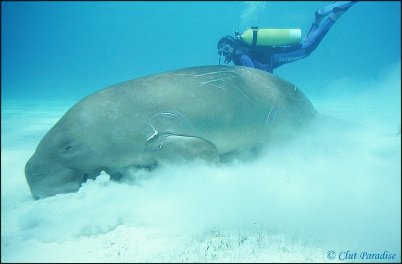     Dugong_cc400