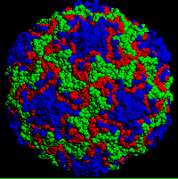 Rhinovirüsün büyütülmüş görüntüsü Rhinovirus