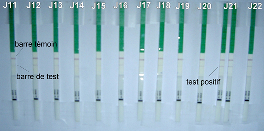 Les tests de fertilit ou tests d'ovulation Test-ovu