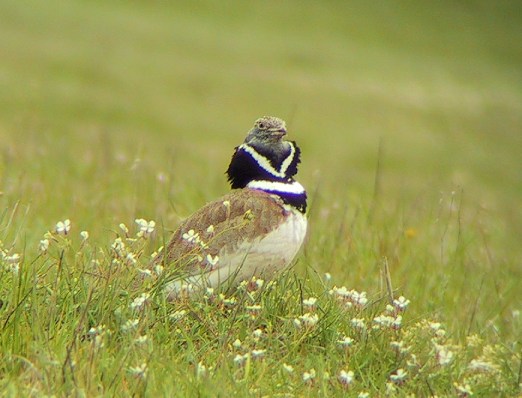 صور حباري متنوعه Spain_LittleBustard_Extremadura_200305_KG_01