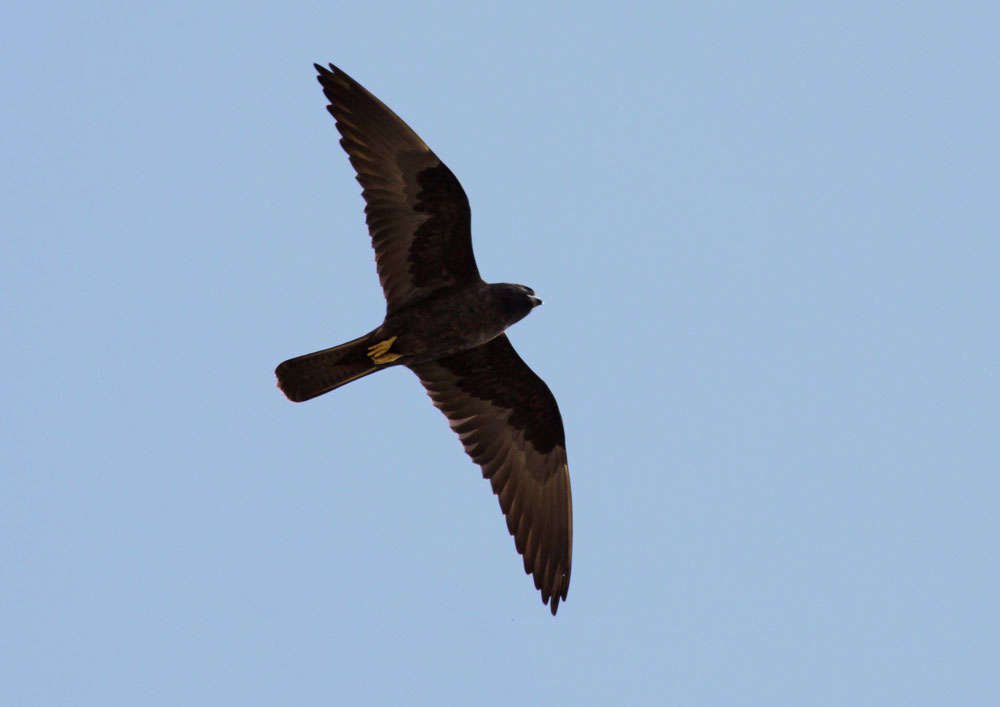 Falconiformes. sub Falconidae - sub fam Falconinae - gênero Falco - Página 2 34699_UU_23702_IMG_6820b_1