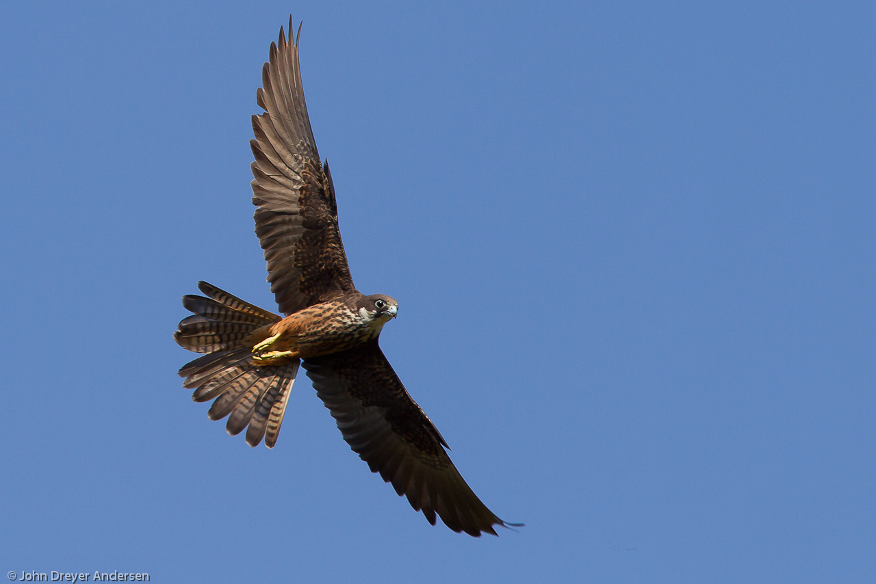 Falconiformes. sub Falconidae - sub fam Falconinae - gênero Falco - Página 2 36232_UU_25558_2010-08-02_2010-08-02_IMG_7005-Edit-2