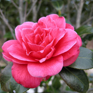 انواع الورووود Camellia