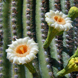 Govor cveća Saguaro_cactus_blossom