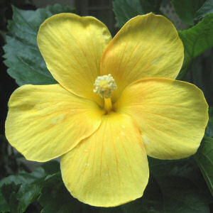 Post a pic of something YELLOW. - Page 4 Yellow_hibiscus2