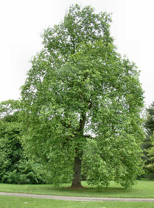 شجرة الحور Tulip_tree