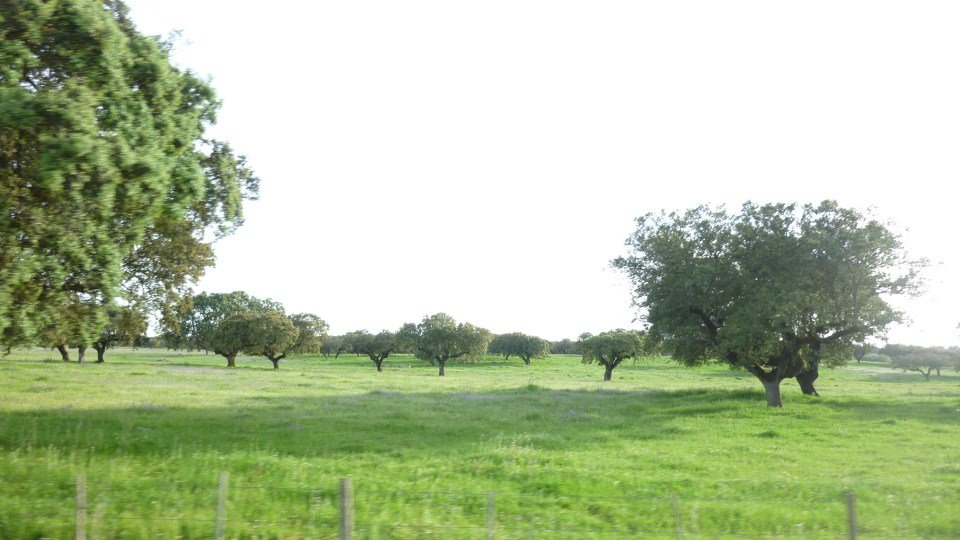 Ruta Dos Sabores (Portugal) Reportaje carretero 333212