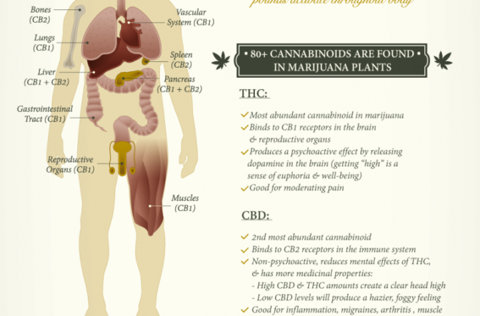 What Cannabis Does To Your Mind & Body Depending On How You Ingest It Cannabis-672x443