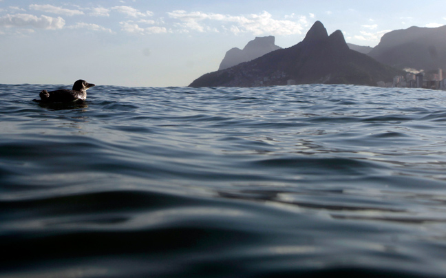 Κολυμπώντας με τους... πιγκουίνους! Penguin_brazil2