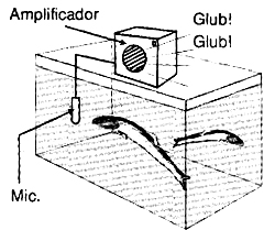 Estetoscópio Submarino Art490_01