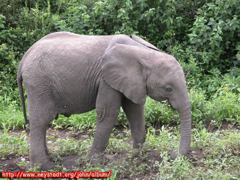  DSCN1243-Elephant-Eating