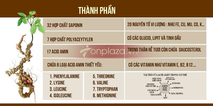 Thành phần hóa học của sâm Ngọc Linh Trà My Quảng Nam Sam-ngoc-linh-co-thanh-phan-saponin-cao-nhat-the-gioi