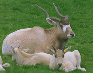 ABC Animales con su foto - Página 2 Addax_calves