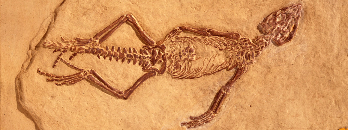 Fosili - Page 5 Lizard-fossil-full-width