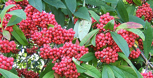 Piracantha ? 490-plain-cotoneaster03-fruit_67487_1