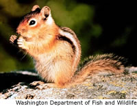 موسوعه عالم الحيوان *السنجاب* Goldenmantledsquirrel4sm