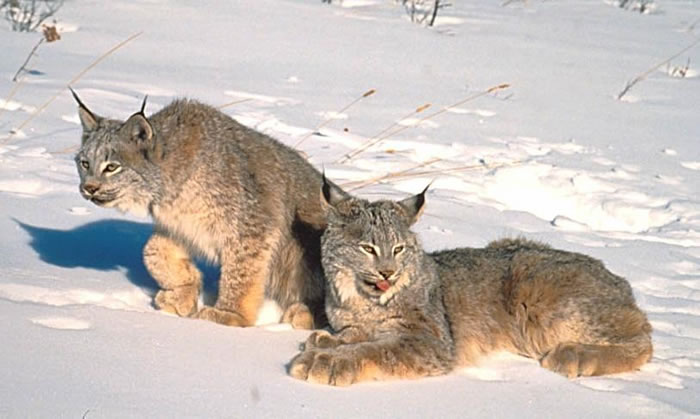 Canadian and Alaskan Animals Lynx3