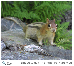 Help me to not go insane Goldenmantledgroundsquirrelnpssm