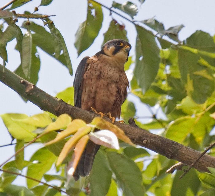 Falconiformes. sub Falconidae - sub fam Falconinae - gênero Falco - Página 2 Hobby-african_0521