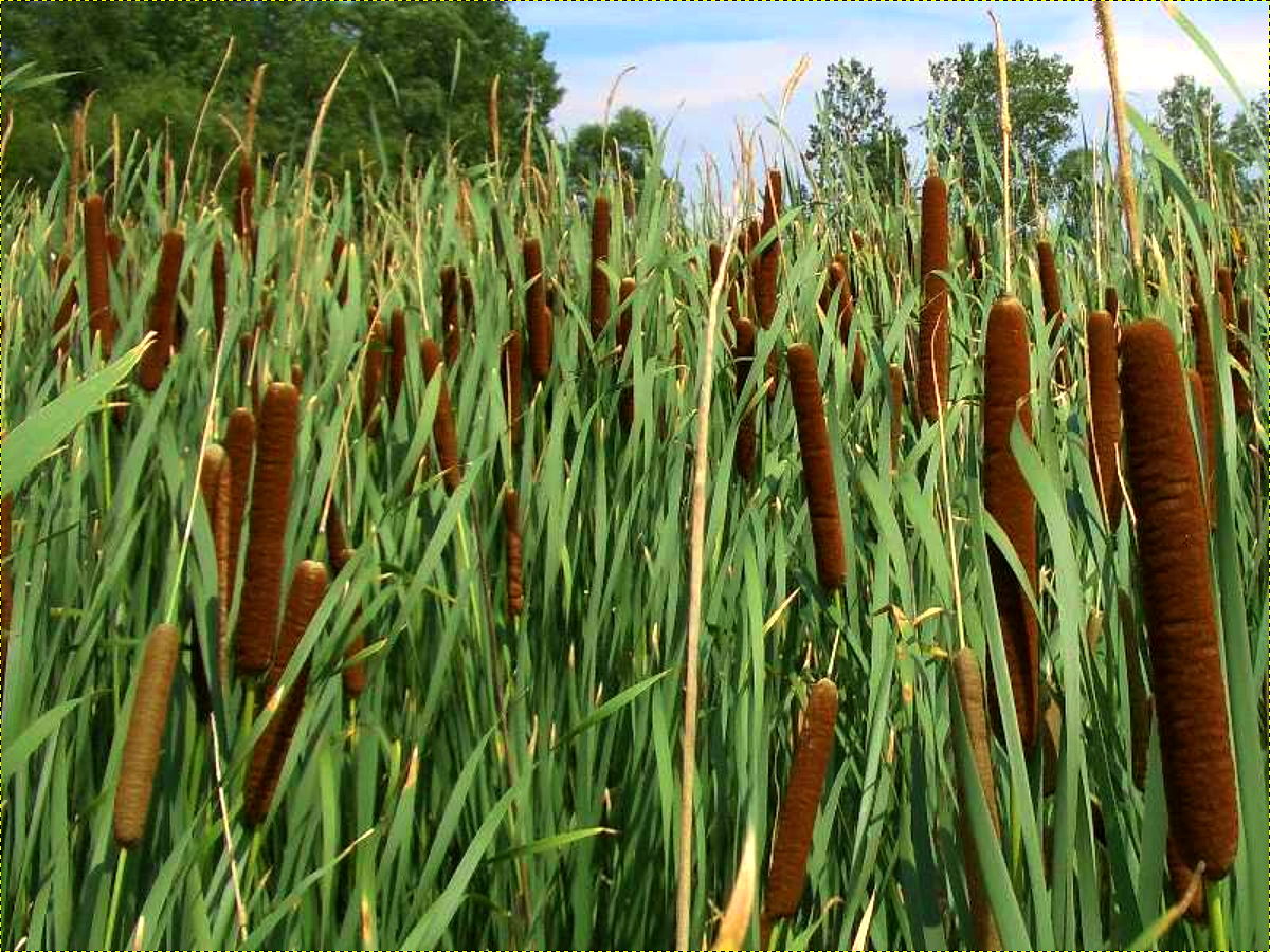 Fleurs,....fruit,.....tout ce qui se mange,...se boit....ou qui vient de la nature.......... - Page 7 Typha_angustifolia