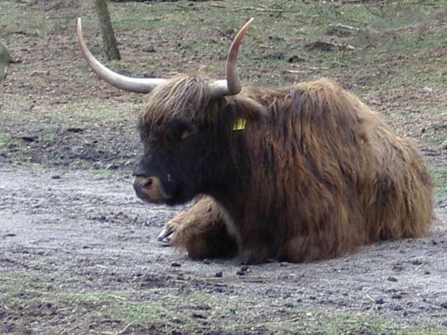 Zacs Boerderij [Schotse Hooglanderfokkerij] Hoogl007