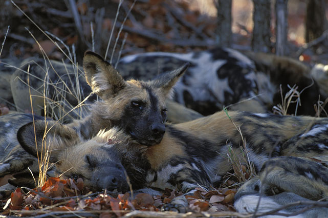 الكلب المُتَعقِّب الأفريقي African Hunting Dog Lycaon pictus 25038