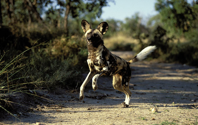 الكلب المُتَعقِّب الأفريقي African Hunting Dog Lycaon pictus 25039