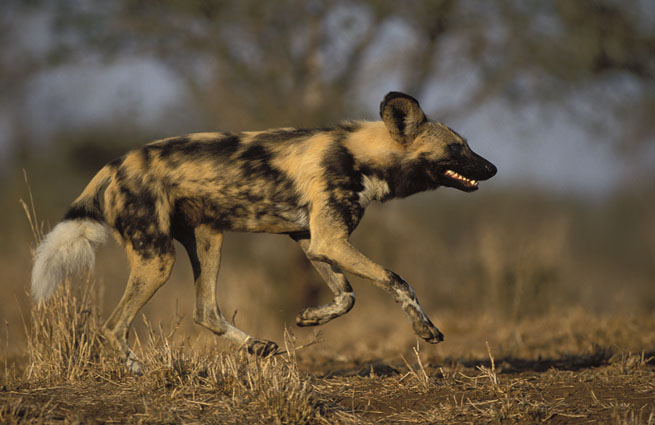 الكلب المُتَعقِّب الأفريقي African Hunting Dog Lycaon pictus 25132