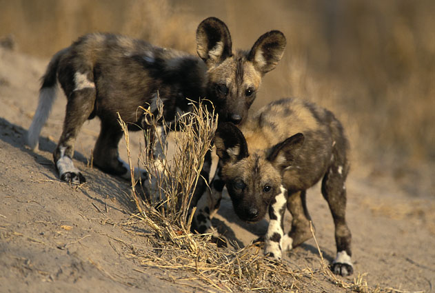 الكلب المُتَعقِّب الأفريقي African Hunting Dog Lycaon pictus 25251