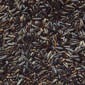 Niger u ishrani stiglica Niger%20Seed%20Nyger%20Thistle%20300x300