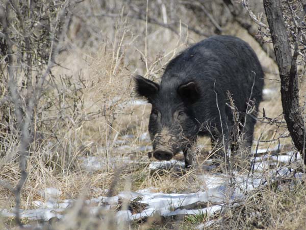 Hunting Wild Hogs 03