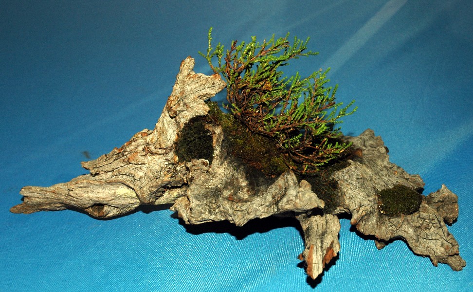 KUSAMONO BONSAI Kusamono3