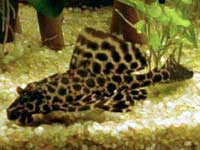 Type de poisson Pleco