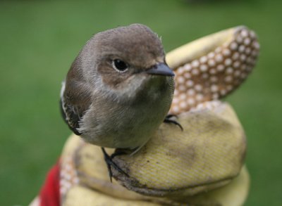 Bildermemorie Vogel1