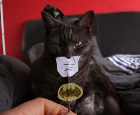 Les Super Images Batman-cat.PV__