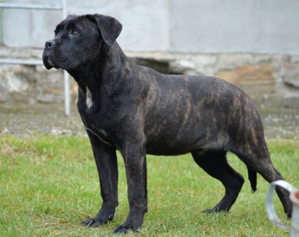 Medo laje preglasno - Page 3 Cane-corso-muzjak-slika-60278430