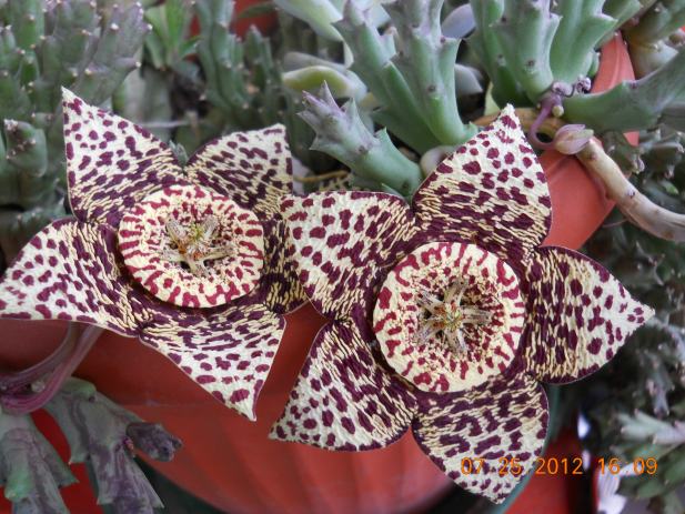 Stapelia et  Huernia  Sukulentna-biljka-stapelia-variegata-slika-17945745