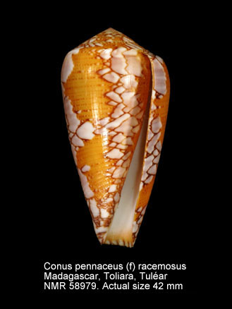 Conus (Darioconus) pennaceus racemosus  G.B. Sowerby II, 1874 voir Conus (Darioconus) leviteni 	(Tucker, Tenorio & Chaney, 2011) Conus%20pennaceus%20%28f%29%20racemosus