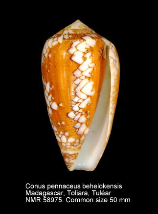 Conus (Darioconus) pennaceus racemosus  G.B. Sowerby II, 1874 voir Conus (Darioconus) leviteni 	(Tucker, Tenorio & Chaney, 2011) Conus%20pennaceus%20behelokensis