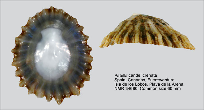 Patella candei d'Orbigny, 1840 Patella%20tenuis%20crenata%20(6)