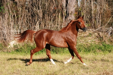 R9 Champion Sport Horse - NN Psymin Azferdron 12212007_body