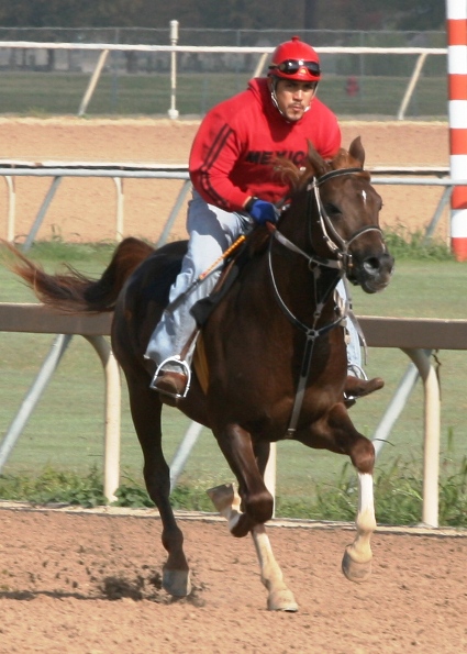 R9 Champion Sport Horse - NN Psymin Azferdron IMG_0015_resized