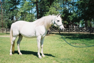 R9 Champion Sport Horse - NN Psymin Azferdron Chantilly_side