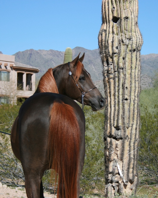 R9 Champion Sport Horse - NN Psymin Azferdron IMG_0094_resized