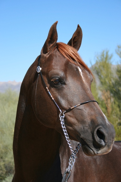 R9 Champion Sport Horse - NN Psymin Azferdron IMG_0123_resized