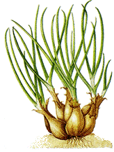 shallots - Friday's Rookie Topic VI:  SHALLOTS Shallots-bulbs