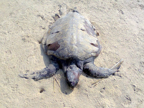 Miles de tortugas encontradas  muertas en la costa. de Odisha 9158_398166813597504_1521589117_n