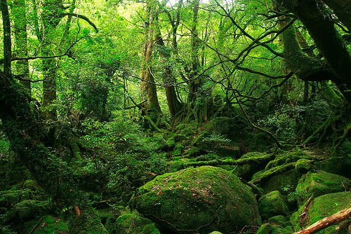 El Bosque de Białowieża en Polonia, el último bosque virgen de Europa Bosque-verde