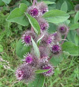 الأعشاب و النباتات كنز لا يفنى Burdock%20flowers